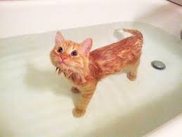 This dog has black claws on the brown paw and a mixture of white and black claws on the white paw. 29 Cat Bath Ideas Cat Bath Pets Cats