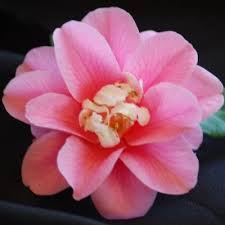 You can also buy plants at the upcoming san diego camellia society show, feb. Pin On Cool Camellias
