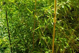 Check spelling or type a new query. Bamboo Growth And Control Alabama Cooperative Extension System