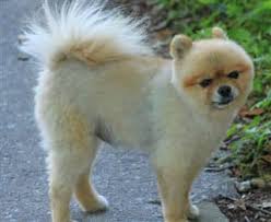Many things can happen to the fur, sabling or brindling may lighten or darken, the whole coat of fur can fade (brown to cream) or become deeper (orange to red) and so forth. Pomeranian Hair Growth Shedding Length Loss