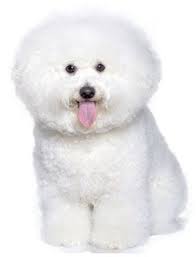 Bichon Frise Small Dogs With Low Energy Levels Dog Breeds Bichon Frise Bichon