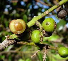 Image result for Euclea undulata