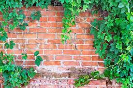 This is the blog of a real life young couple living and eating in our very first home trying to …. Brick Wall Overgrown With Ivy Stock Image Colourbox