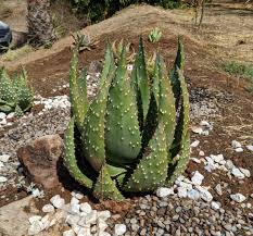 Image result for Aloe aculeata × ortholopha
