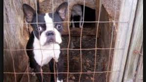 Farmed animals including pigs to dogs and cats to lizards and snakes continue to be advertised and purchased on craigslist under the. Petition Craigslist Stop Allowing Puppy Mill Backyard Breeder Ads Change Org
