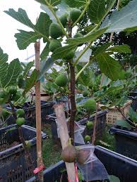 Langkah terakhir yaitu rawatlah tanaman anda dengan penuh kasih sayang. Pokok Tin Berbuah Sg Fig Farm Pokok Buah Buahan Hibrid Facebook