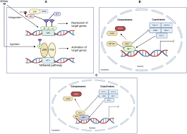 Image result for Selective Estrogen Receptor Modulator