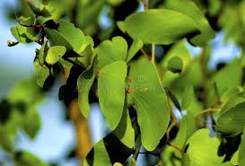 Image result for Colophospermum