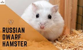 Gourami and paradise fish care sheet. Types Of Hamster Hamstershub