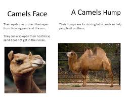 Camel humps are made up of fat, not water. Camel Adaptations By Kaitlyn Ppt Video Online Download