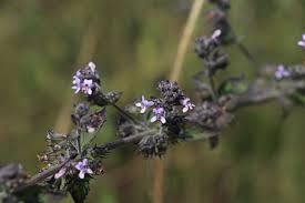 Image result for Mesosphaerum suaveolens