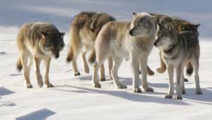 Information on wolf hunting in alaska. Mich House Passes Bill That Could Allow Wolf Hunting