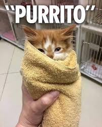 We created a parent category called cat memes we will post more clean cat memes. Funny Cat Memes Best Cute Kitten Meme And Pictures