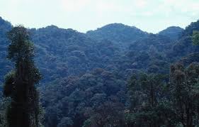 Image result for Tricalysia bagshawei