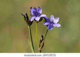 Image result for Aristea abyssinica