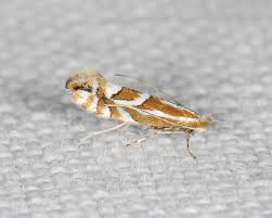 Image result for Phyllonorycter leucographellus