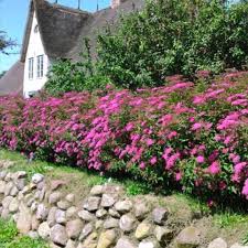 pin pa lovfallande hackvaxter