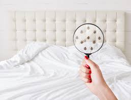 A lot of people see news stories about bedbugs becoming resistant to pesticides and if they're resistant to pesticides how are you going to get these bugs out of your house? Pest Control For Bed Bugs In New York Pestech Pest Solutions