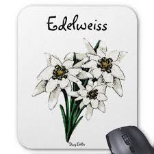Edelweiss Flowers Mouse Pad Zazzle Com Edelweiss Flower Edelweiss Flower Drawing