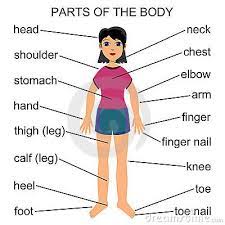 The head, the trunk and the limbs (arms and legs). Pin On Vabhi