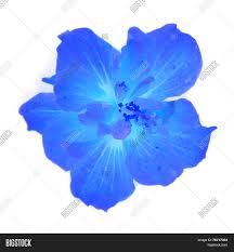 Check spelling or type a new query. Blue Hibiscus Flower Image Photo Free Trial Bigstock