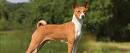 Basenji - Wikipedia