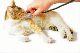 How Long Do Cats Live With Cardiomyopathy Expert S Advice