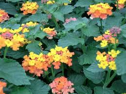 Image result for Lantana ukambensis