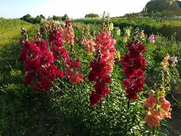Keeping this in view, how tall do dwarf snapdragons grow? 2019 Is The Year Of The Snapdragon Hello Homestead