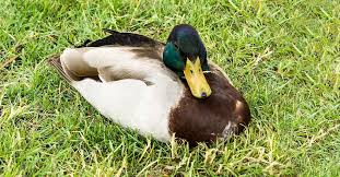 I'm duck im a double amputee rescue. Lame Duck Day Tag Der Lahmen Ente In Den Usa 6 Februar