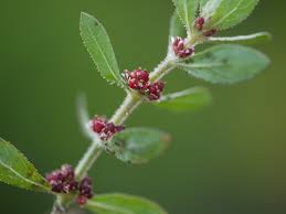 Image result for Bergia