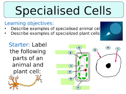 We did not find results for: Ks3 Year 7 Specialised Cells Teaching Resources