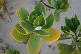 Image result for Scaevola plumieri