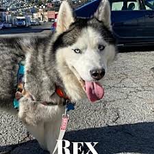 Many recommend that inexperienced dog owners not buy the breed because of the time, training, and care they require. Husky Puppies For Sale In San Francisco California Adoptapet Com