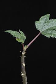 Image result for Obetia