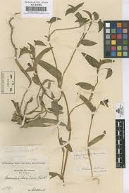Image result for Commelina neurophylla