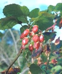 Image result for Greyia