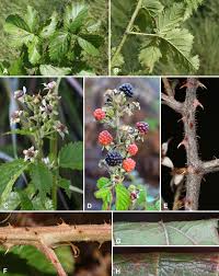Image result for Rubus pinnatus