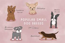 what are the most popular small dog breeds small dog breeds dog breeds pets dogs breeds