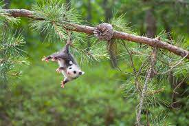 Opossum Rehabilitating Orphan And Injured Wildlife Since 1962