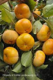 Persimmon Asian Edible Landscaping Edible Landscaping Dwarf Fruit Trees Fruit Garden