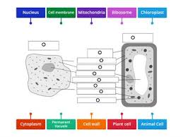 Students of gcse biology will be expected to familiarise themselves with the various features in the exam, you could be asked to draw and label a plant or animal cell; Animal And Plant Cell Teaching Resources
