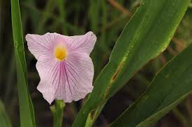 Image result for Siphonochilus