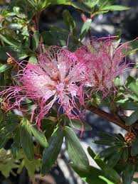 Image result for Calliandra