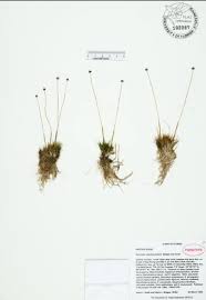 Image result for Eriocaulon inyangense