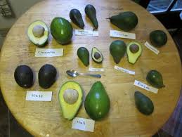 Resultat De Recherche D Images Pour Avocat Lula Recettes De Cuisine Recette Mexicaine Fruits Et Legumes