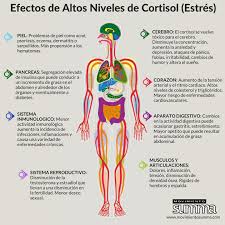 El Cortisol Es Una De Las Hormonas Asociadas Al Estres Junto Con La Adrenalina Y Su Funcion Principal Es Preparar Al Cortisol Sintomas Del Estres Estres
