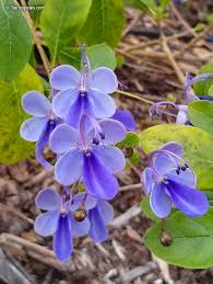 Image result for Rotheca myricoides