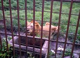 Image result for Kebun Binatang Sang Kulim