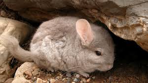 Chinchillas make good pets for all ages. Chinchilla San Diego Zoo Animals Plants